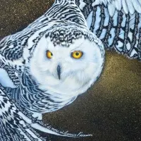 Neiges (Chouette des neiges) – Image 2
