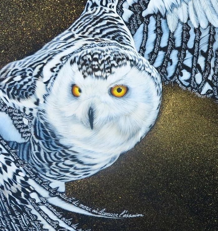 Neiges (Chouette des neiges) – Image 2