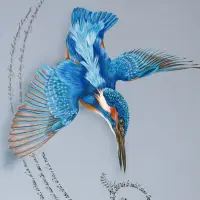 Outreciel (Martins-pêcheurs) – Image 2