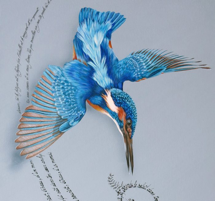 Outreciel (Martins-pêcheurs) – Image 2