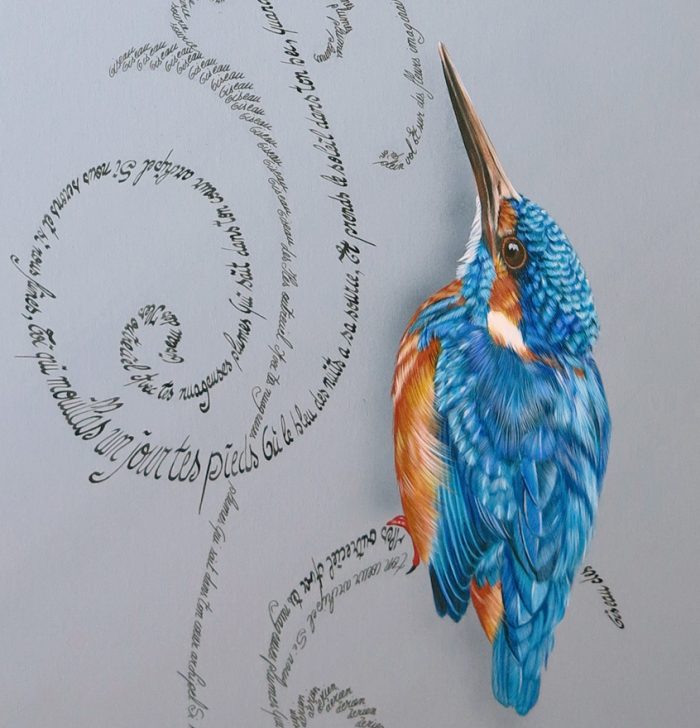 Outreciel (Martins-pêcheurs) – Image 3