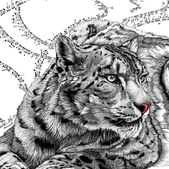 Nuit (Léopard des neiges) – Image 2
