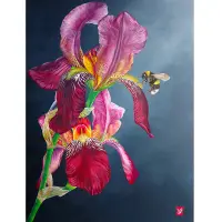 L'iris au bourdon
