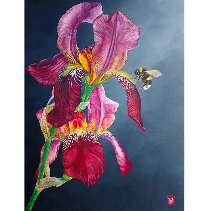 L'iris au bourdon