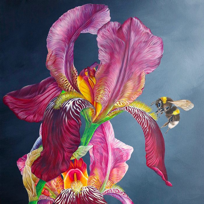 L'iris au bourdon – Image 2
