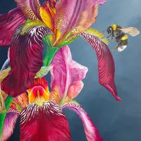 L'iris au bourdon – Image 3