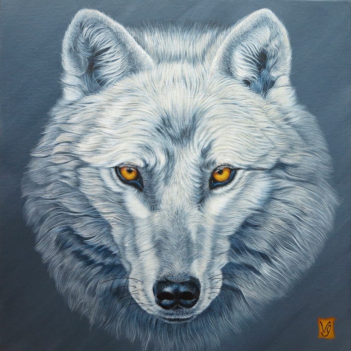 Venu du froid (loup arctique)