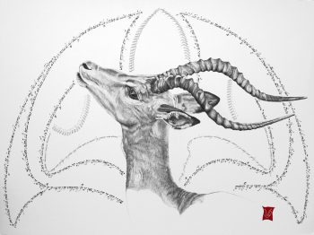 Reine de Saba (Impala), Encre et calligraphie d'après un poème de Senghor, 60 x 80 cm, 2018- Collection particulière