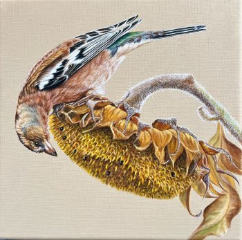 Pinson au tournesol, Acrylique sur toile, 30 x 30 cm, 2025- <span class="mydispo"><a href="/contact">Disponible</a></span>